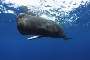 4-Sperm-Whale