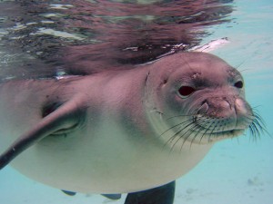 Adorable yet endangered wildlife like Hawaiian monk seals and Pacific loggerhead sea turtles are among the nearly 300 species affected by plastic litter.