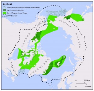 The range of the bowhead whale, Balaena mysticetus. (Source: WWF)