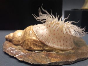 Blaschka glass model anemone