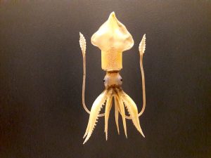 Blaschka glass model of a squid