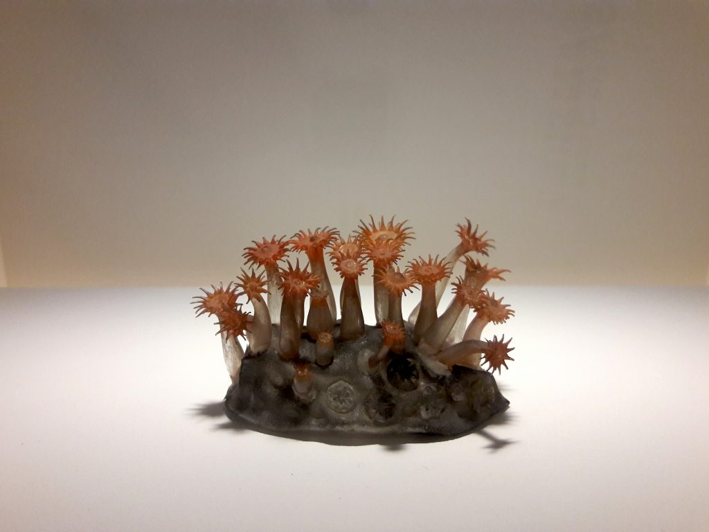 Blaschka glass model of an anemone group
